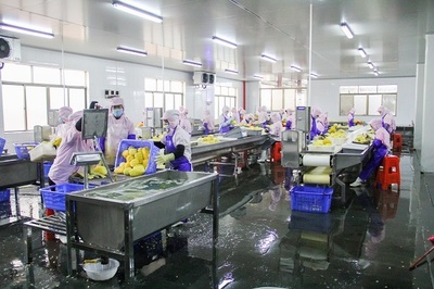 菠蘿的海不一般，徐聞果香引客來(lái)