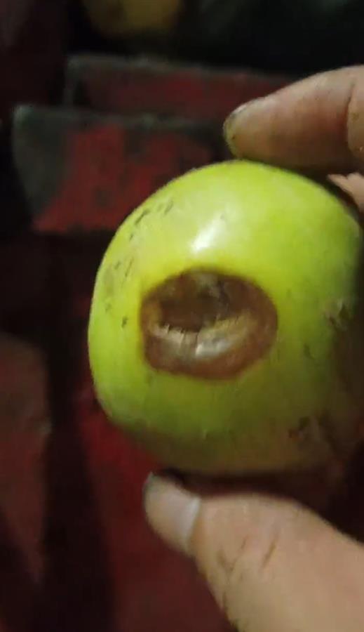 禮泉爛蘋(píng)果榨汁風(fēng)波 企業(yè)稱有選果流程，市監(jiān)局緊急叫停產(chǎn)品出庫(kù)